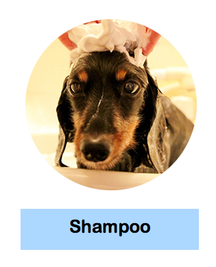 シャンプー説明