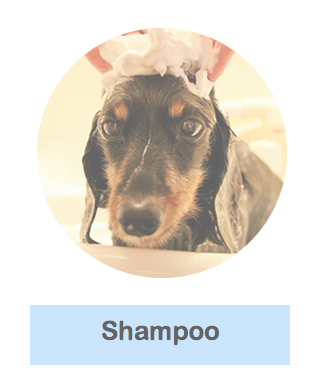 シャンプー説明