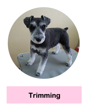 グルーミングの説明