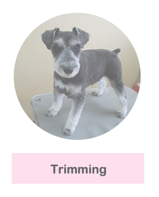 グルーミングの説明